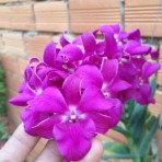 Dendrobium Jairak Smile Near Blooming